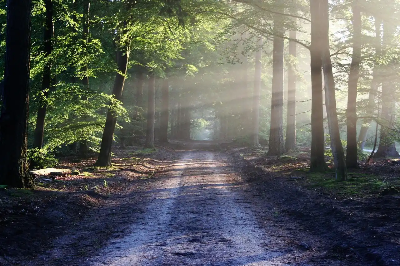 Tree-lined avenue with morning light through the canopy